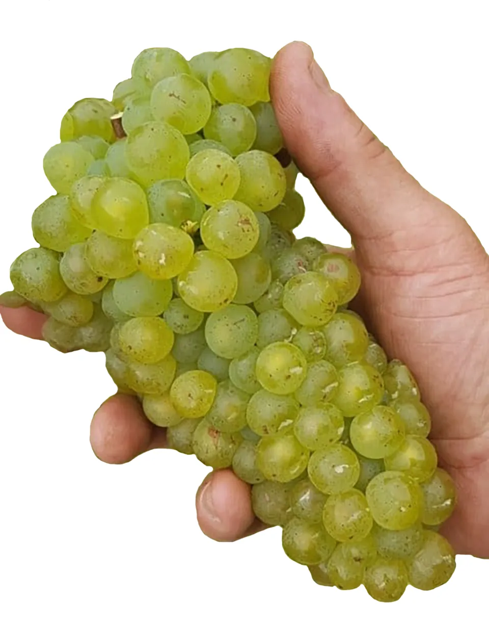 Hand holding a bunch of green wine grapes at harvest